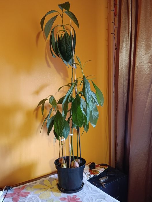 Avocado naturalny