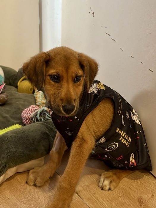 Cadela bebé para adoção responsável