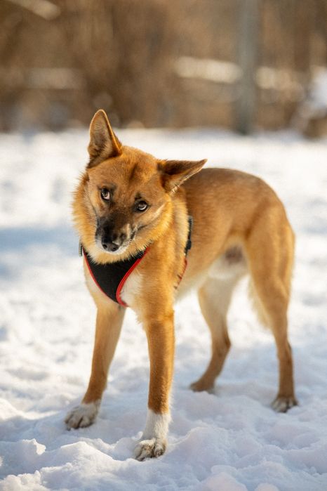 Рудий песик Джинджер шукає дім