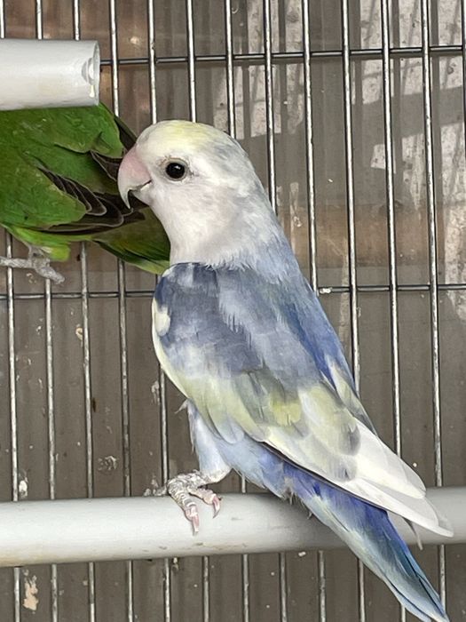 Agapornis Arlequim Não Sexado – Ideal para Companhia