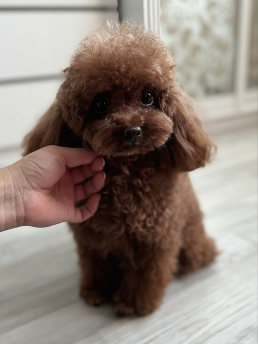 Єдиний хлопчик той пудель 3,5 місяці | FCI |Toy poodle ready to move