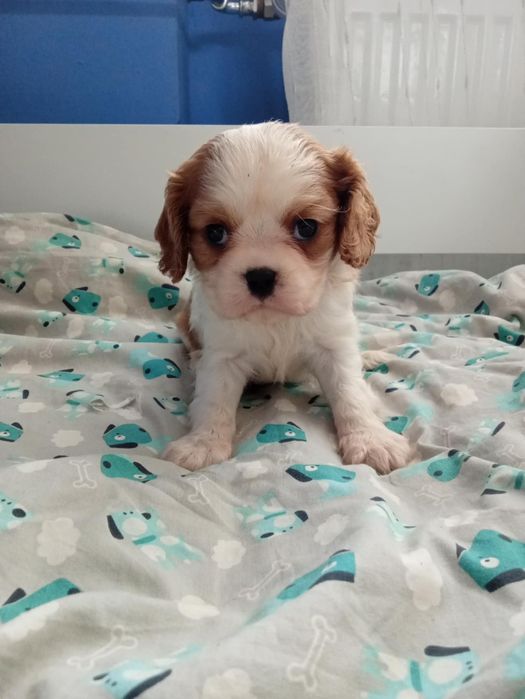 Cavalier King Charles Spaniel Blenheim