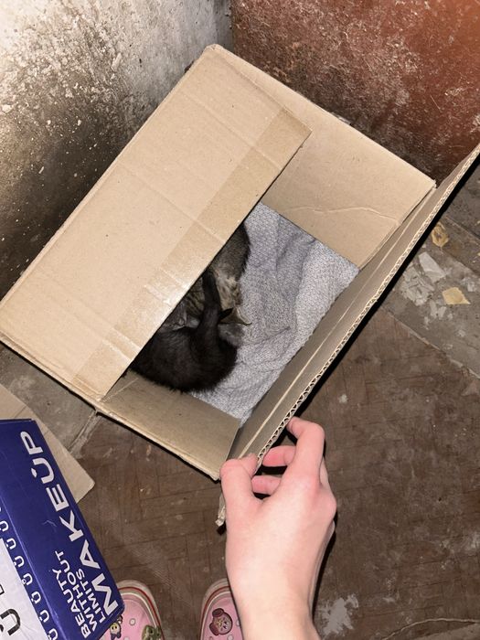 Кошенята у добрі руки місто суми