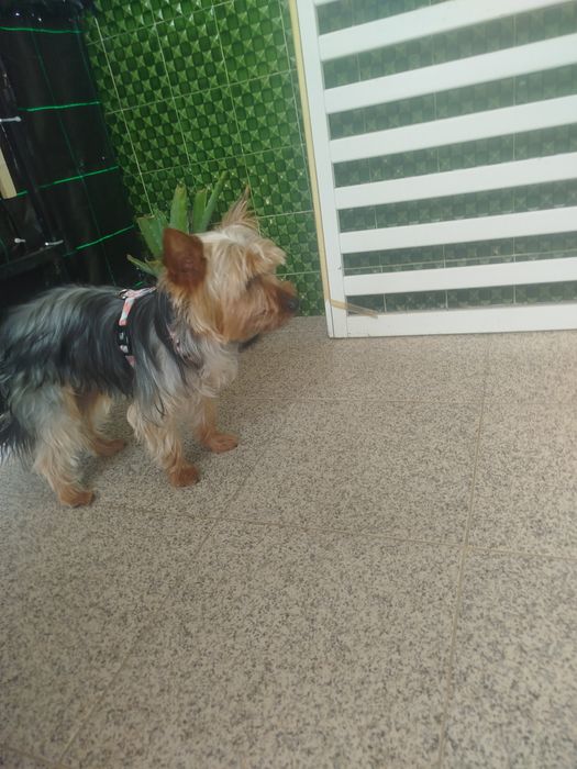 Yorkshire Terrier lindíssimo