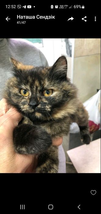 Кошенята підлітки