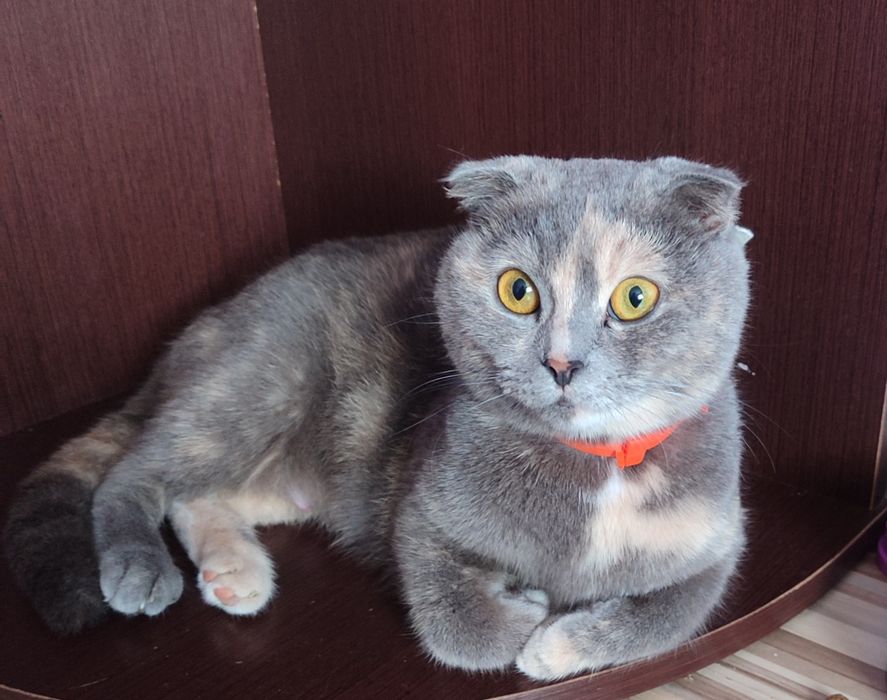 Котенята британці