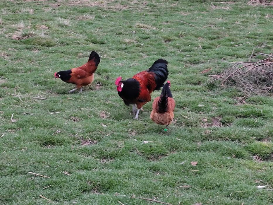 Kury Vorwerk jaja lęgowe- klasa wystawowa.