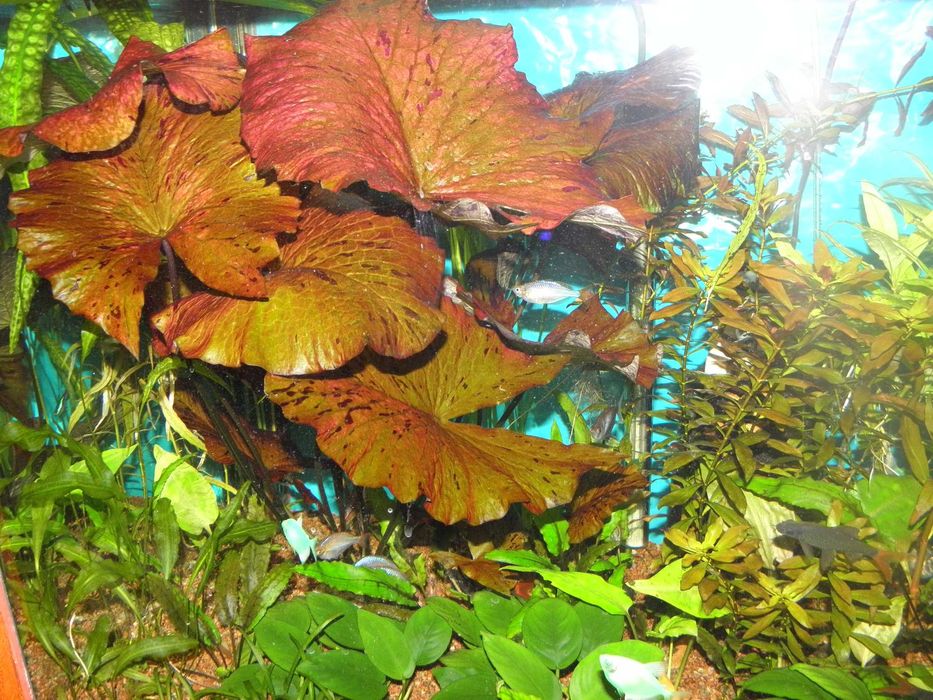 ПРОДАМ! Аквариумные растения