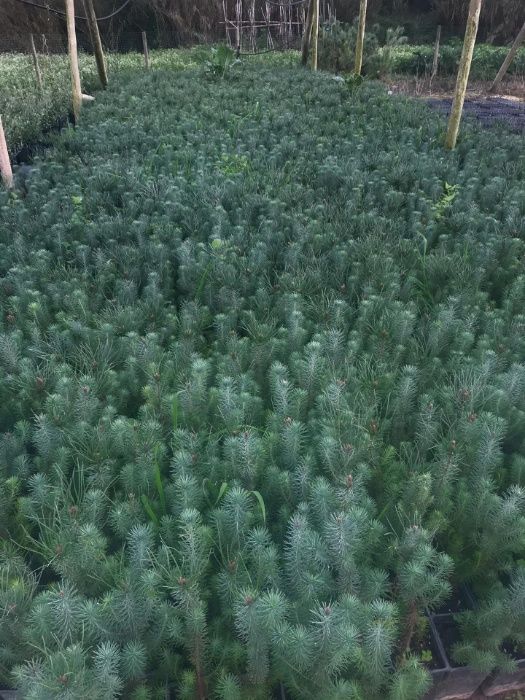 Pinheiro Manso Ornamental