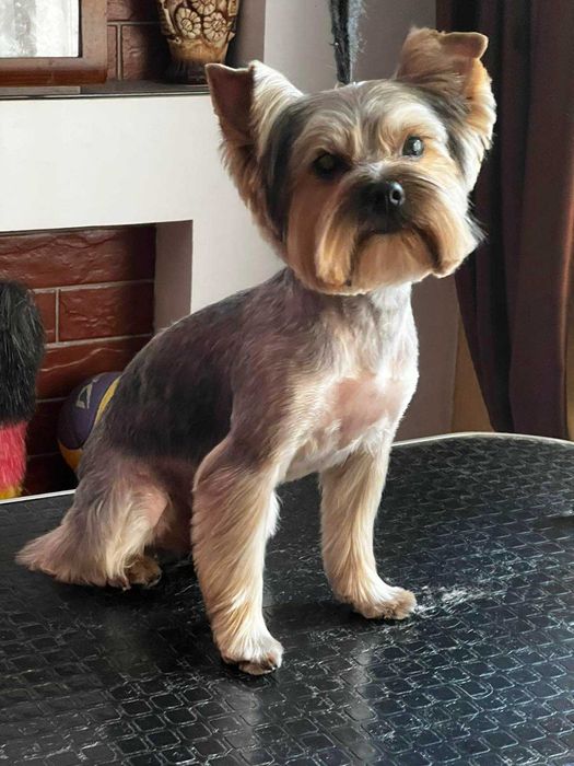 Йоркширський тер'єр віком 1.7 шукає собі подружку