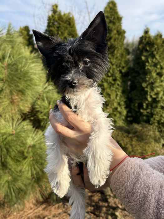 Piesek Yorkshire Terrier Bicolor