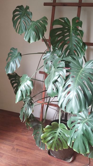 Monstera dziurawa