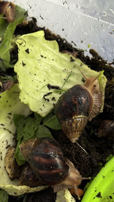 равлик ахатина різного віку