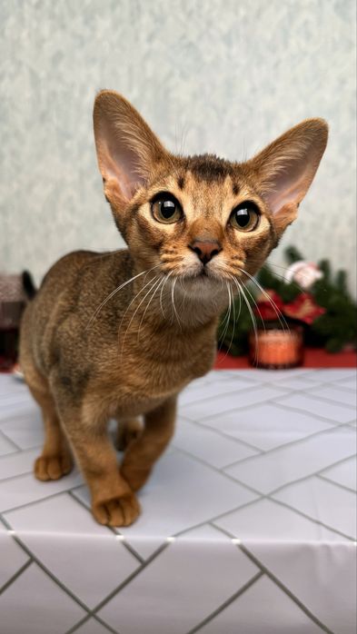 Розплідник абіссинських кішок RUDDY LOVE пропонує кошенят