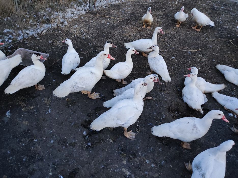 Мясо утки и гуся