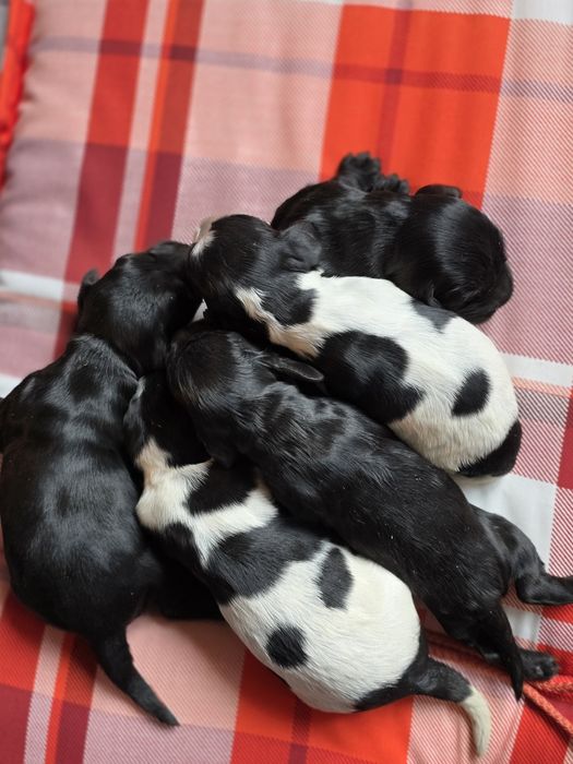 Cocker spaniel angielski