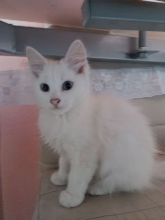 Відам кошенятко
