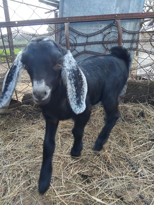 Козочка нубо-каморі