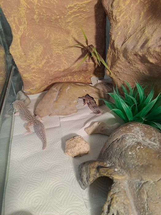 Terarium z gekonami