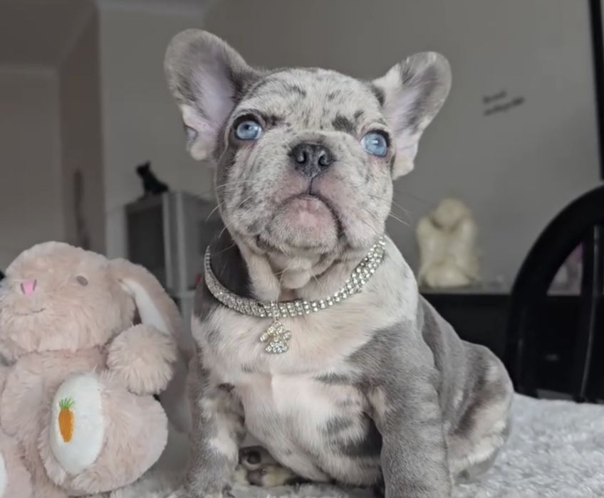 Bulldog Francês Lilac exelente genética