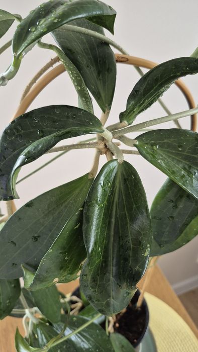 Hoya Hoja  Nicholsoniae