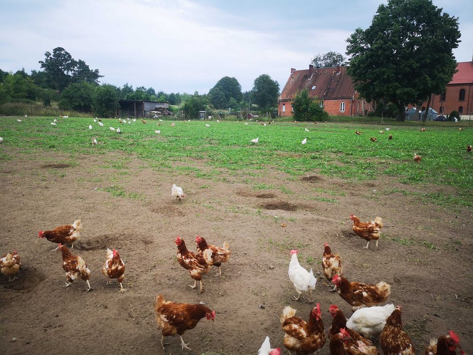 Sprzedam kury nioski