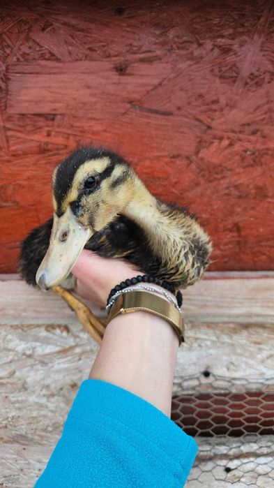 Kaczki Dworki Staropolskie Pekin