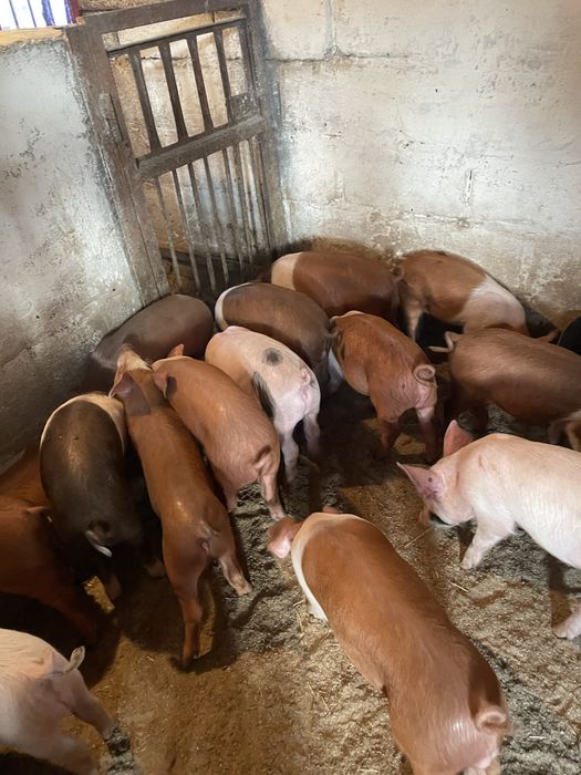 Продам поросят