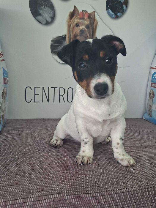 Cachorro Jack Russel com LOP