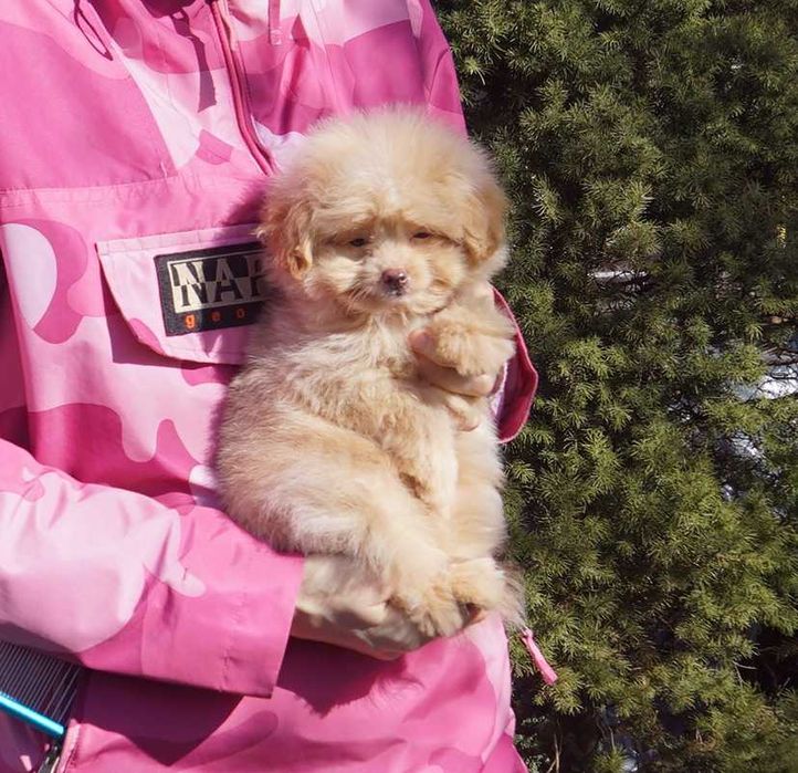 Нереально плюшевый мальчишка pom*a*poo в карамельном окрасе