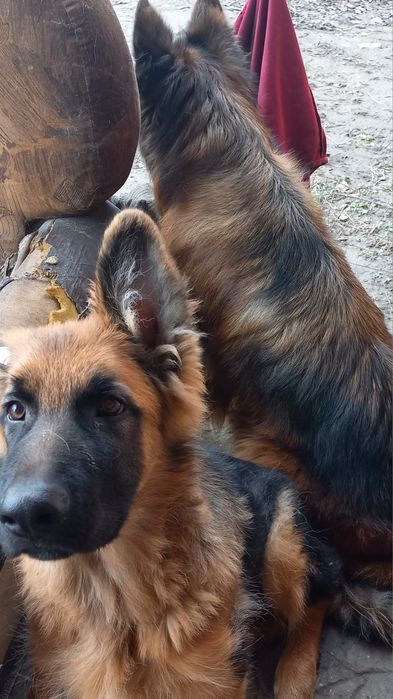 Щенки немецкой овчарки