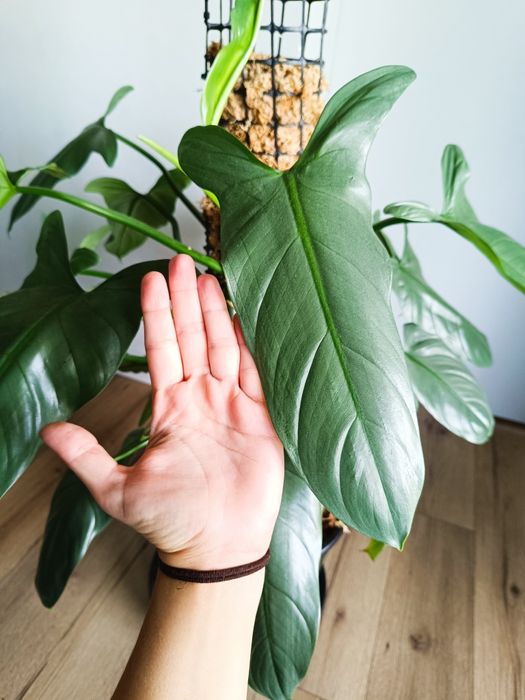Filodendron hastatum silver Queen, kilka sadzonek
