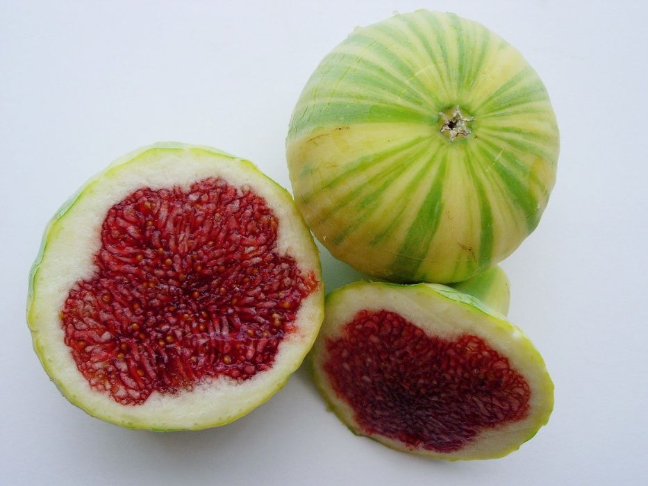 Planta FIGUEIRA TIGRADA - SUPER DOCE - Apenas envios
