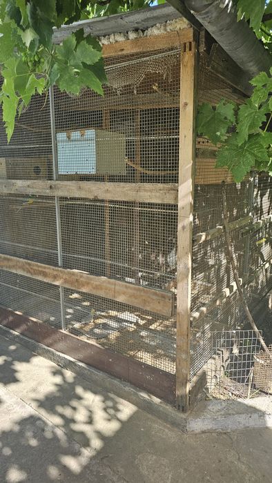 Продаю клетку разные породы птиц