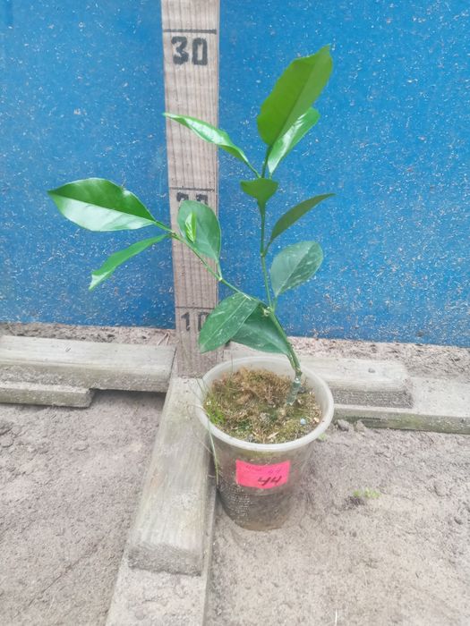 Мандарин-Апельсин- Кумкват- Клементин -Лимон -інше