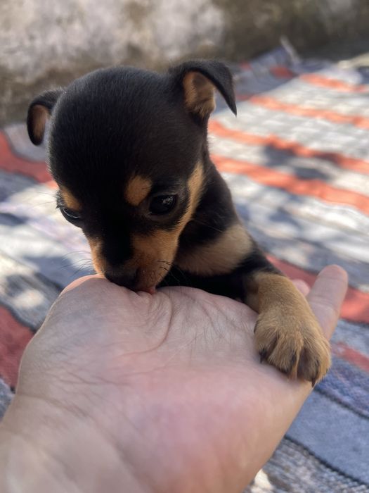 Pinscher miniatura - macho
