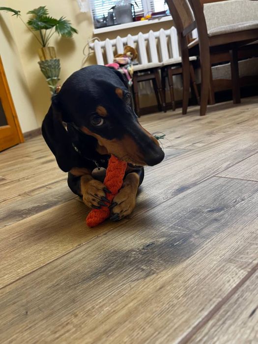 Вязка! Чистокровна такса! Хлопчик