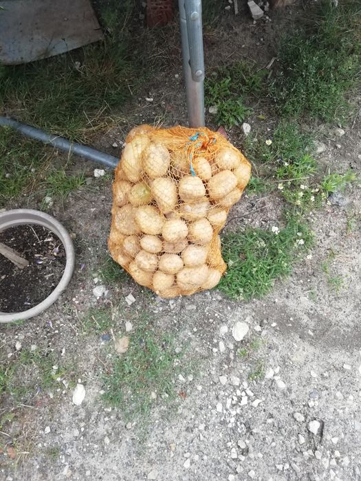 Ziemniaki sadzeniaki