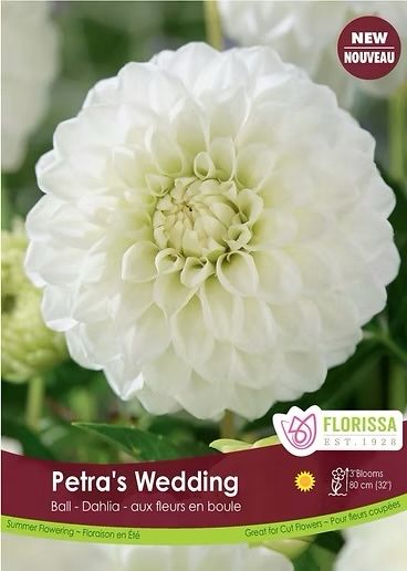 Жоржина клубні Нідерланди