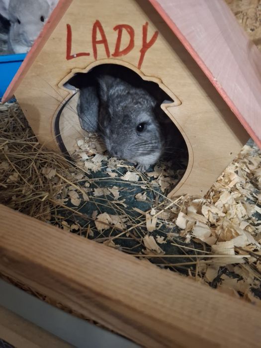 szynszyle różnego koloru