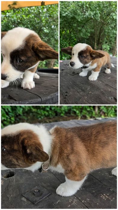 Welsh Corgi Cardigan