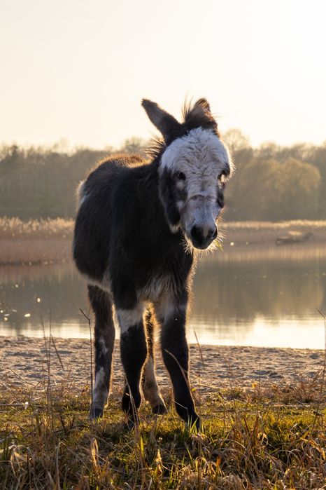 Sprzedam ośliczkę, osioł