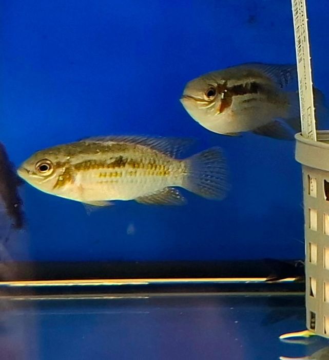 Pielegnica Laetacara  araguaiae  4-5  cm