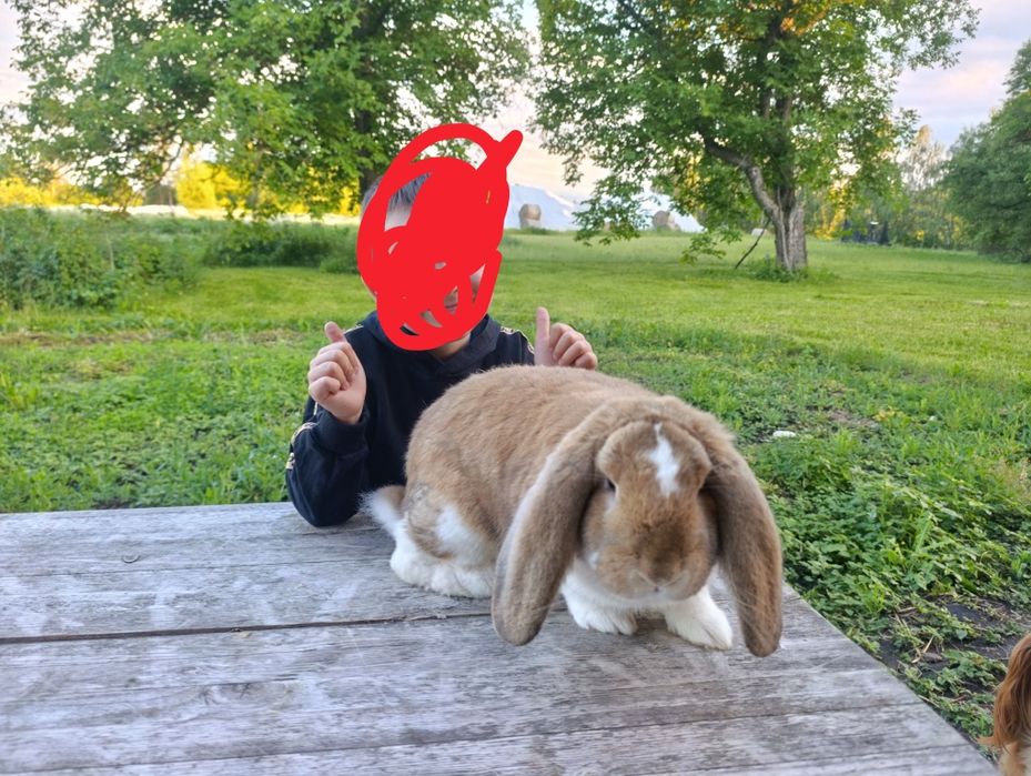 Baran francuski 2 samce