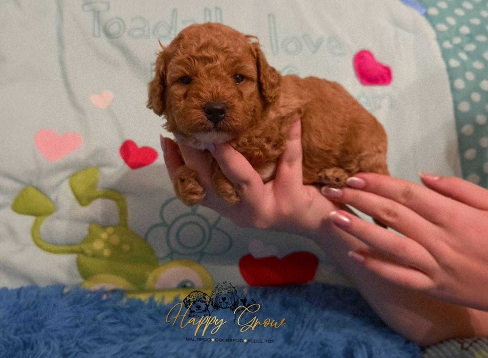 Pudel toy / mini uroczy piesek