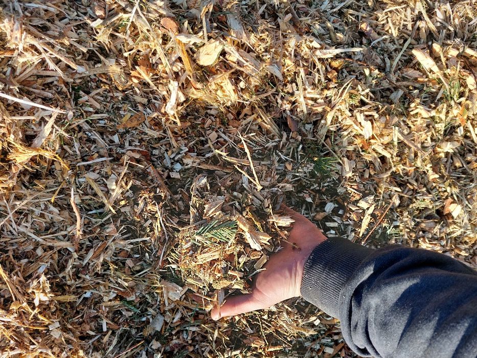 Skup zrębki trociny odpadów drzewnych