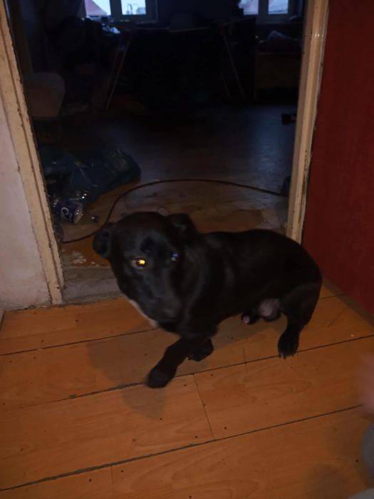Lucky pilnie potrzebuje domku