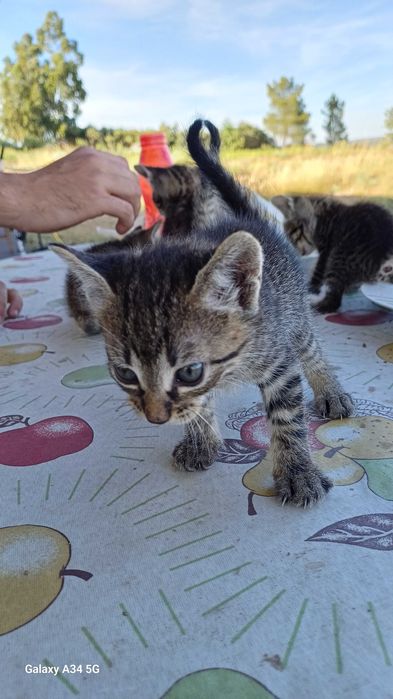 Gatinhos bebes muito maus