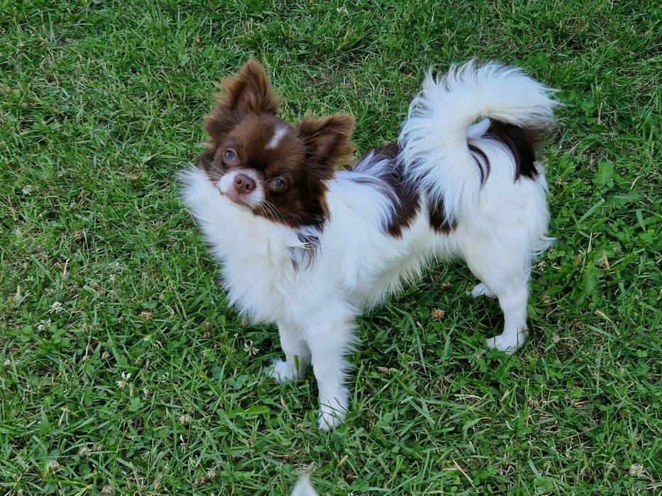Chihuahua długowłosy biało- czekoladowy.