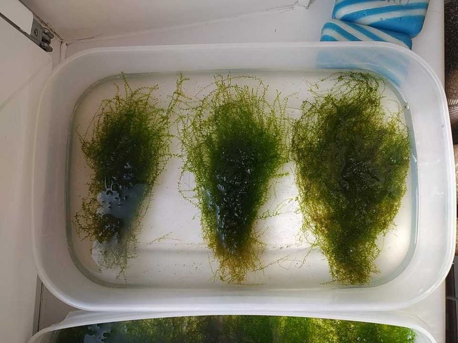 растения в аквариум (8 фото)